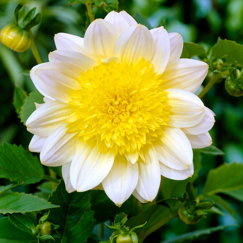 Dahlia Anemone Pasadoble 1-pack